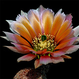 Echinocereus p ...