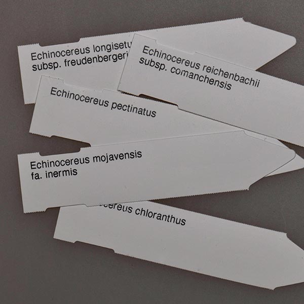 Labels Echinocereus viridiflorus corellii, 100 pieces