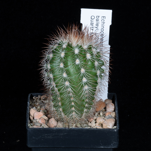 Echinocereus reichenbachii baileyi, Quartz Mts.