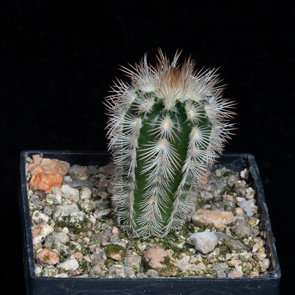 Echinocereus reichenbachii caespitosus, Burnet Co.