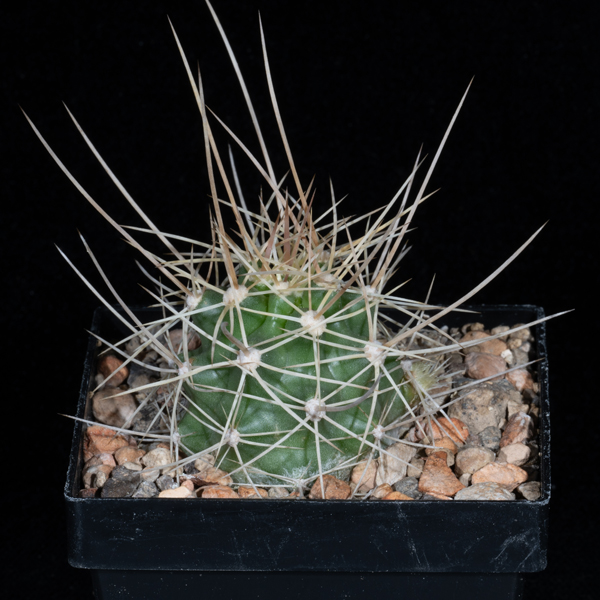 Echinocereus mojavensis, USA, Utah, Grand Co.