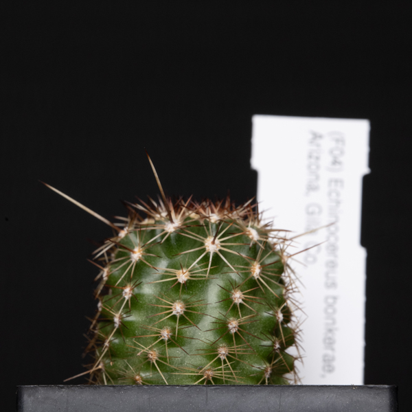 Echinocereus bonkerae, Gila Co.