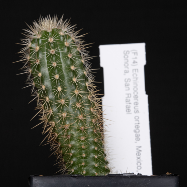 Echinocereus ortegae, San Rafael