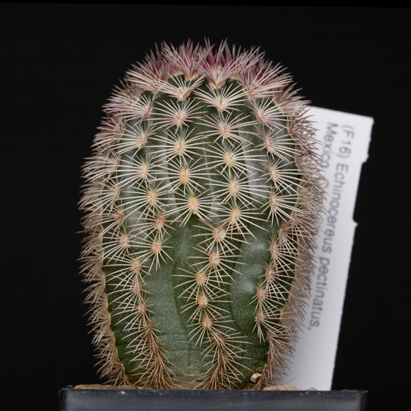 Echinocereus pectinatus, La India