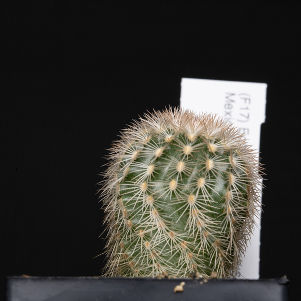 Echinocereus pectinatus, San Rafael