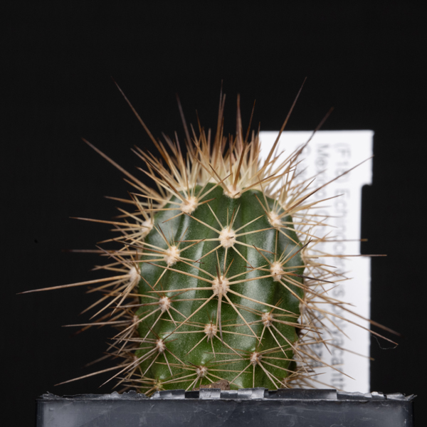 Echinocereus polyacanthus, Balleza - Guachochic