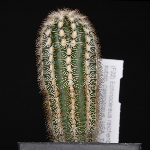 Echinocereus reichenbachii caespitosus, Jack Co.