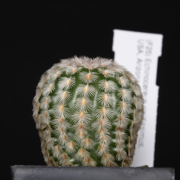 Echinocereus rigidissimus, Parker Lake