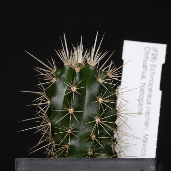 Echinocereus rischeri, Nabogame