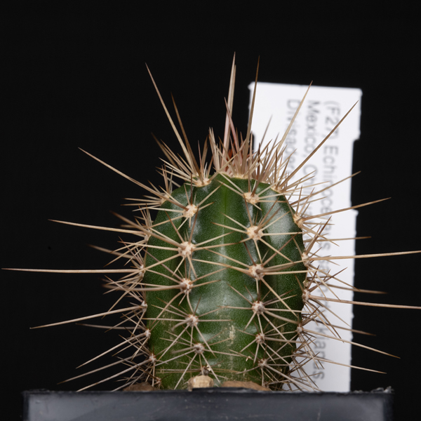 Echinocereus salm-dyckianus, Creel - Divisadero