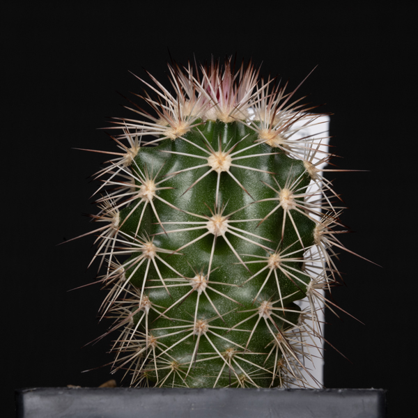 Echinocereus xlloydii, Ft. Stockton - Marathon