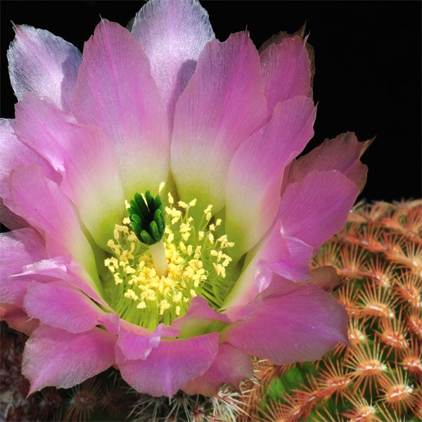 Echinocereus pectinatus, Santa Rita, 25 Korn