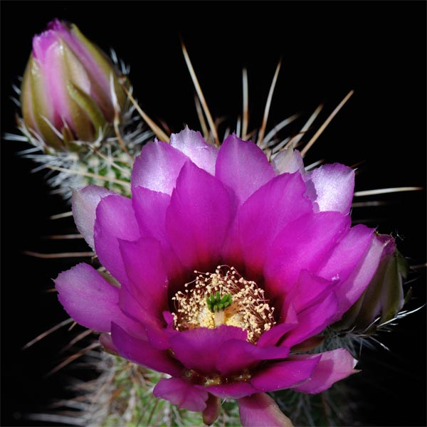 Echinocereus engelmannii fasciculatus, Jerome, 25 Korn