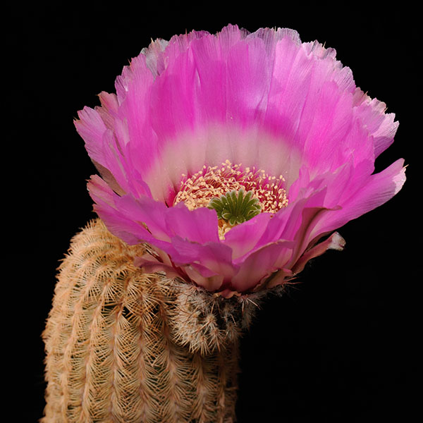 Echinocereus reichenbachii, General Cepeda, 50 Korn