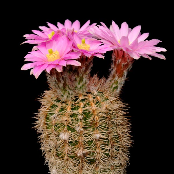 Echinocereus adustus, Cusihuiriachic, 25 Korn