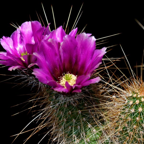 Echinocereus bonkerae apachensis, Apache Trail, 25 Korn