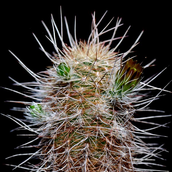 Echinocereus chloranthus, Kent, 25 Korn