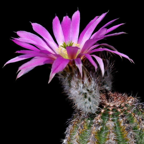 Echinocereus pamanesiorum bonatzii, La China, 100 Korn