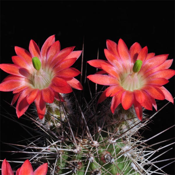 Echinocereus polyacanthus, La Junta, 500 Korn