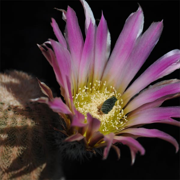 Echinocereus pectinatus, La Cuesta, 25 Korn