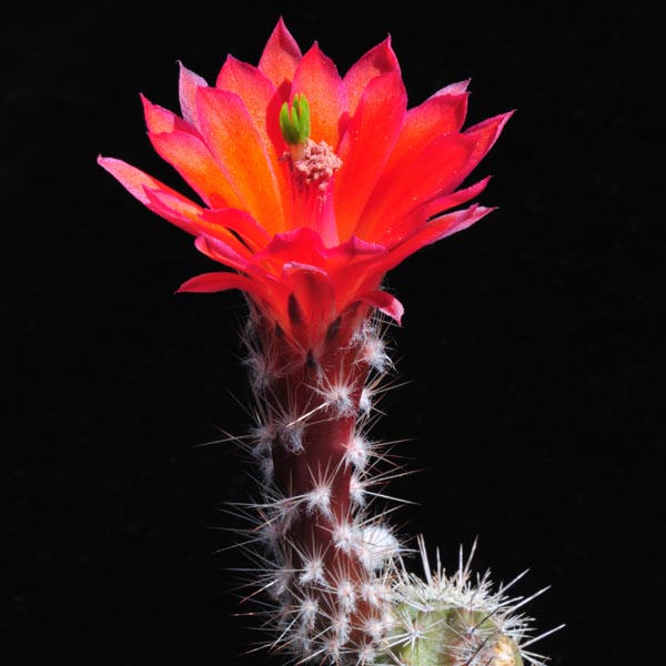 Echinocereus salm-dyckianus, Alamos, 50 Korn