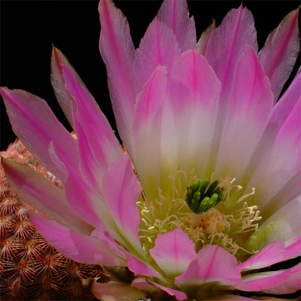 Echinocereus pectinatus, Derramaderos, 50 Korn