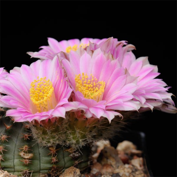 Echinocereus pulchellus, 25 Korn