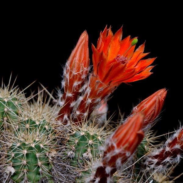 Echinocereus salm-dyckianus, Guachochic - Samachic, 50 Korn