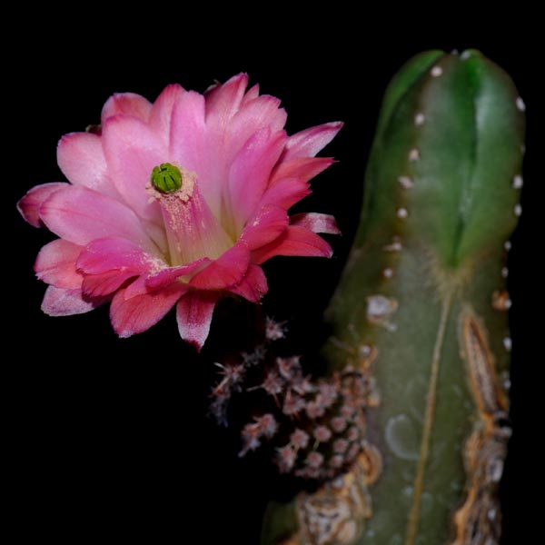 Echinocereus scheeri gentryi, Chihuahua, 500 Korn