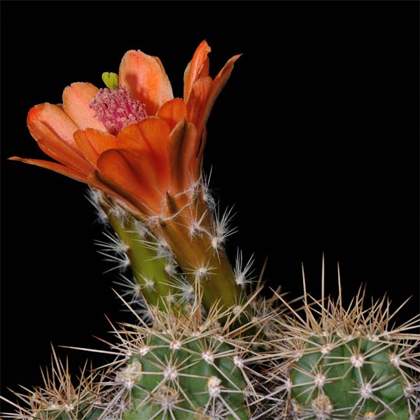 Echinocereus salm-dyckianus, Yoquivo, 100 Korn
