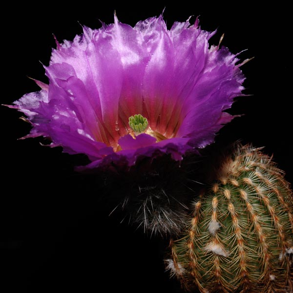 Echinocereus reichenbachii caespitosus, Enchanted Rk., 50 Korn
