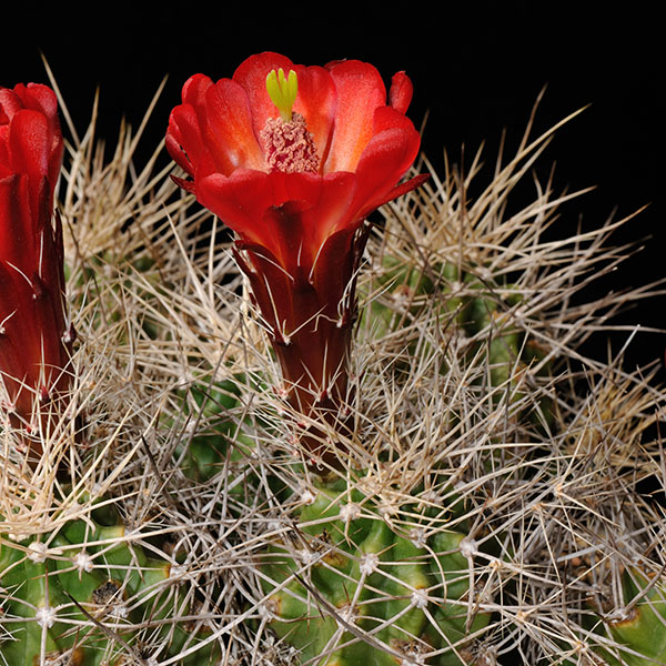 Echinocereus mojavensis, Toroweap Point, 25 Seeds