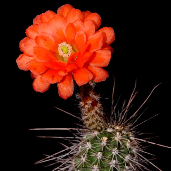 Echinocereus acifer, Hornillos, 25 Korn