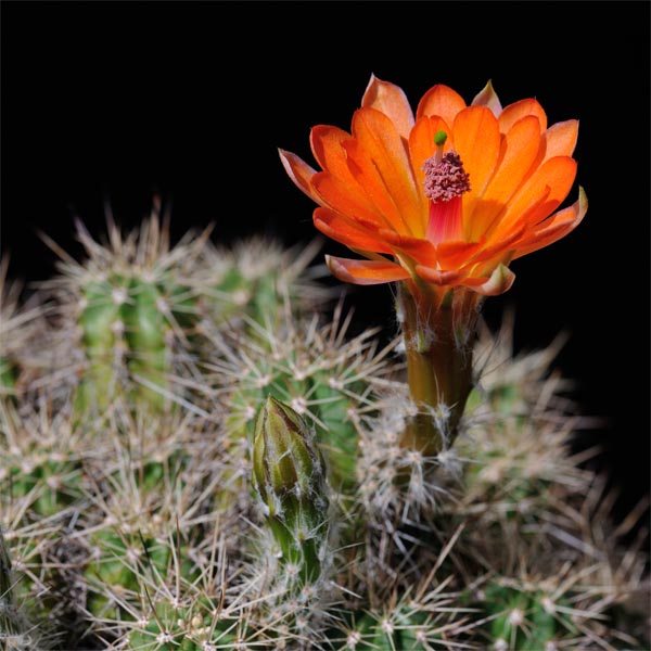 Echinocereus salm-dyckianus, Yecora - San Nicolas, Km 276, 25 Korn