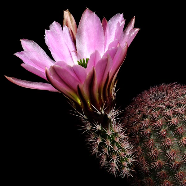 Echinocereus pectinatus, Hidalgo del Parral - Jiminez, 500 Korn