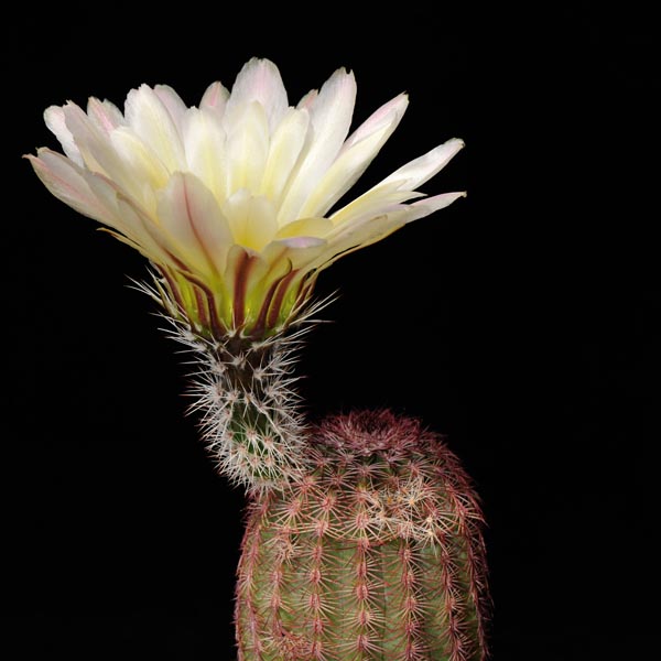 Echinocereus pectinatus rutowiorum, Chihuahua - Cuauthemoc, 100 Korn