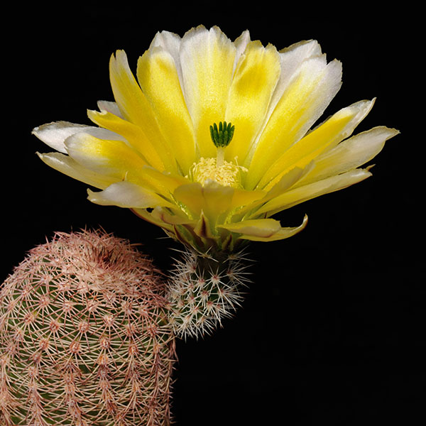 Echinocereus pectinatus rutowiorum, Cumbres de Majalca, 25 Korn