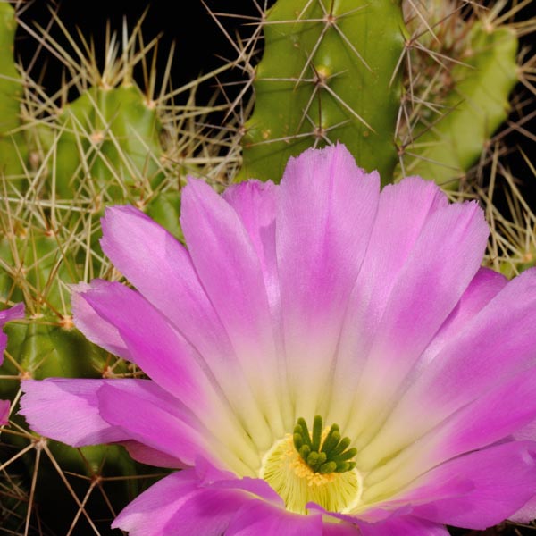 Echinocereus pentalophus, Arbolitos, 100 Seeds