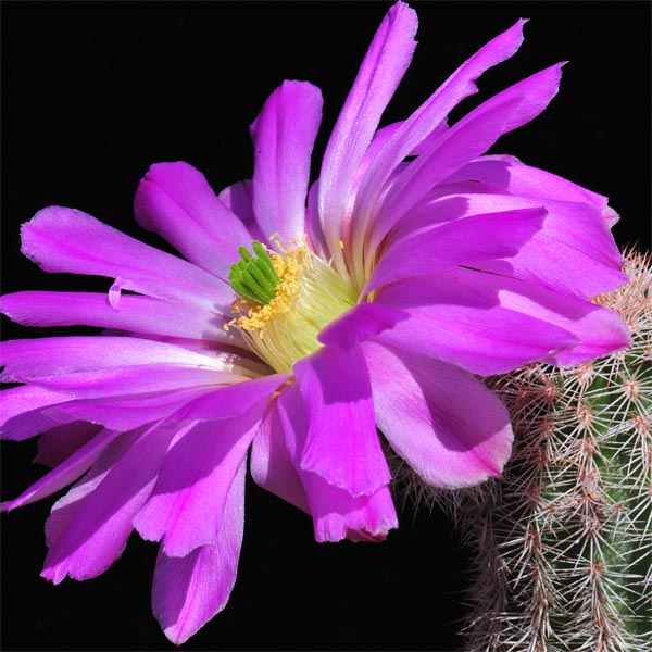 Echinocereus scopulorum, Topolobampo, 25 Seeds