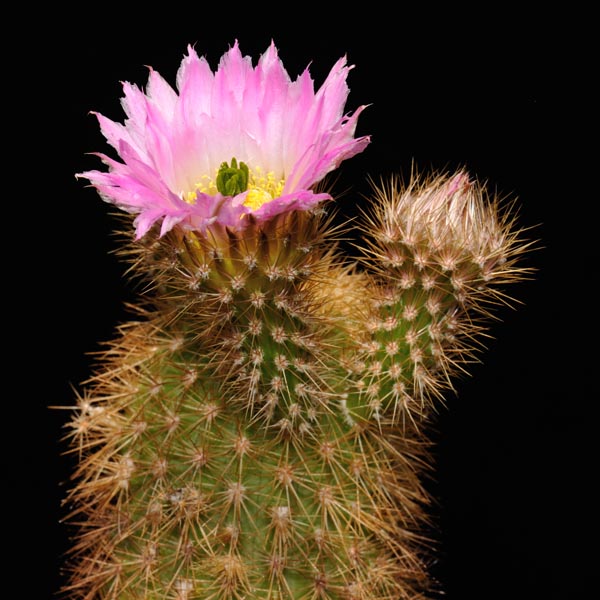 Echinocereus websterianus, San Pedro Nolasco, 100 Korn