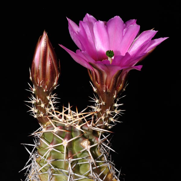 Echinocereus fendleri hempelii, Santa Clara Canyon, 25 Korn