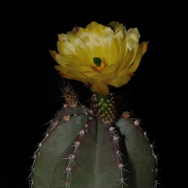 Echinocereus subinermis, 500 Korn