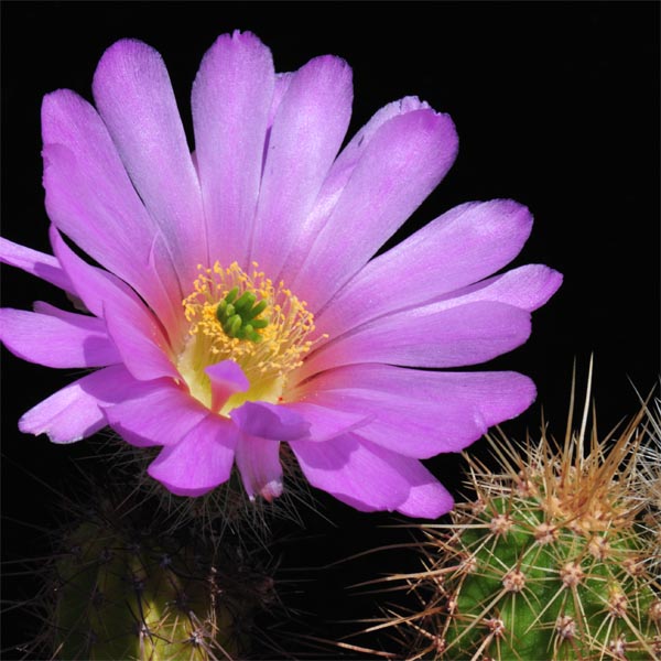Echinocereus spinigemmatus, LAU1246, 50 Korn