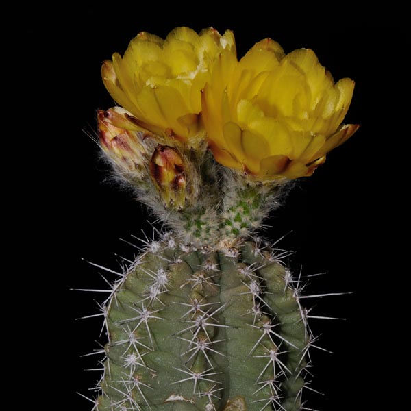 Echinocereus subinermis ochoterenae, Matatan, 500 Korn