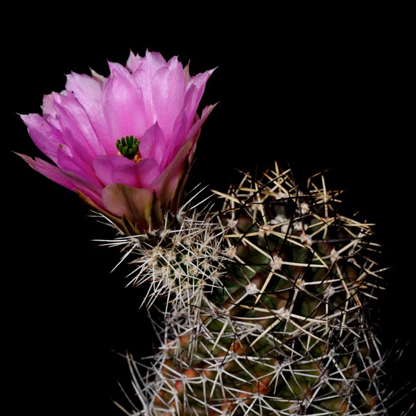 Echinocereus fendleri, Pacheco, 500 Korn