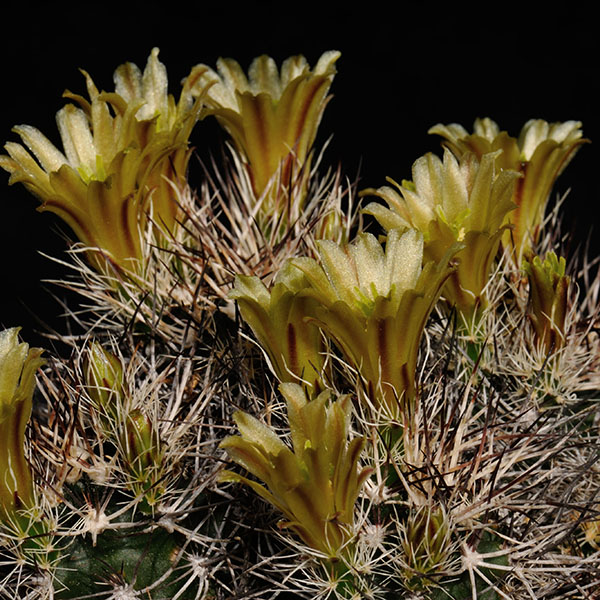 Echinocereus davisii, Brewster Co., 25 Korn