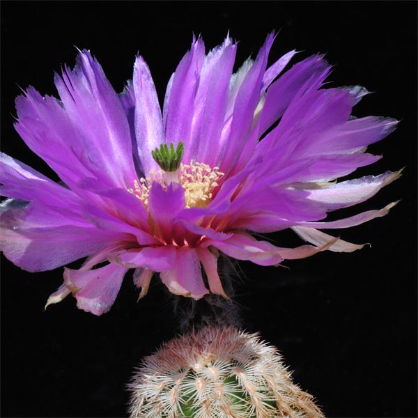 Echinocereus reichenbachii caespitosus, Mason, 500 Seeds