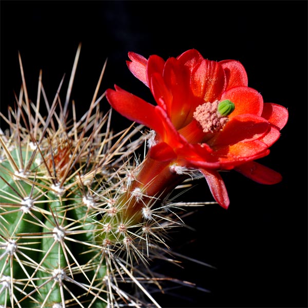 Echinocereus santaritensis, Parker Lake, 100 Korn