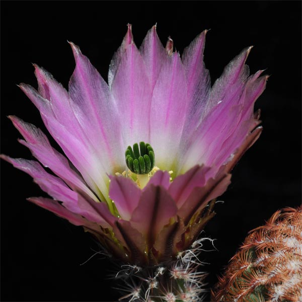 Echinocereus pectinatus, San Luis Potosi - Zacatecas, 25 Korn