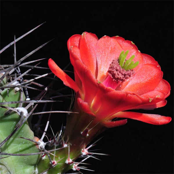 Echinocereus triglochidiatus gonacanthus, Grants, 50 Seeds